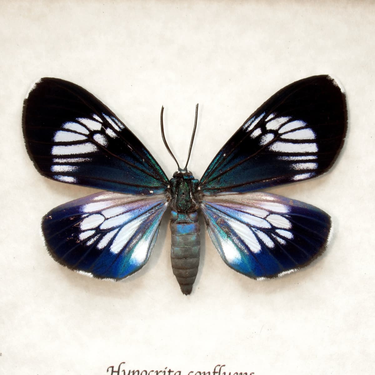 Real metallic blue moth framed taxidermy - Hypocrita confluens