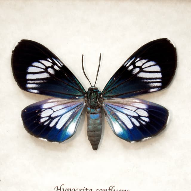 Real metallic blue moth framed taxidermy - Hypocrita confluens