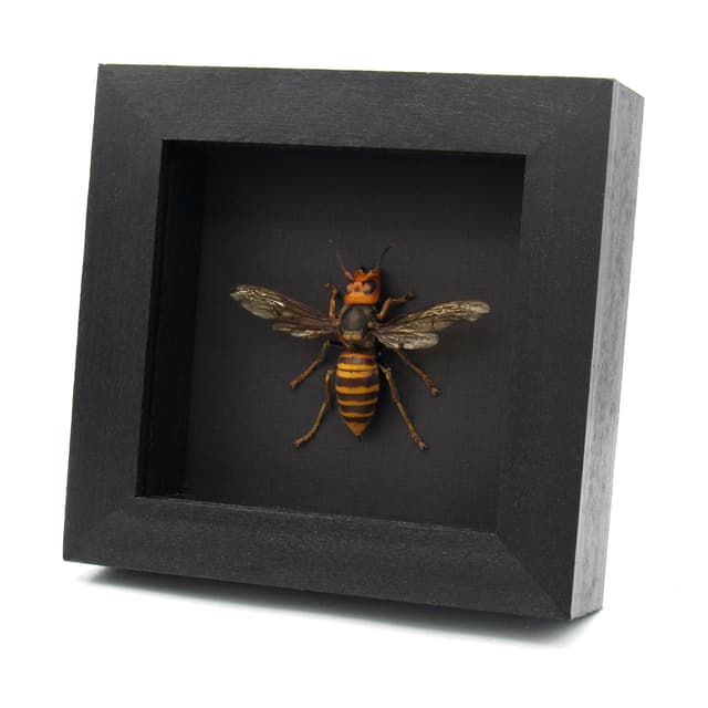 Real Giant Queen Murder Hornet framed taxidermy - Vespa mandarinia japonica