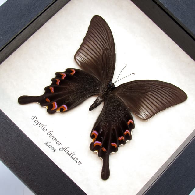 Real black Peacock butterfly framed taxidermy - Papilio bianor gladiator - Spring form
