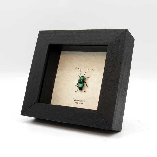 Real metallic blue Longhorn beetle framed taxidermy - Glenea celestis