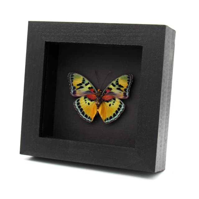 Rare Forester butterfly framed specimen - Euphaedra aureola - large female