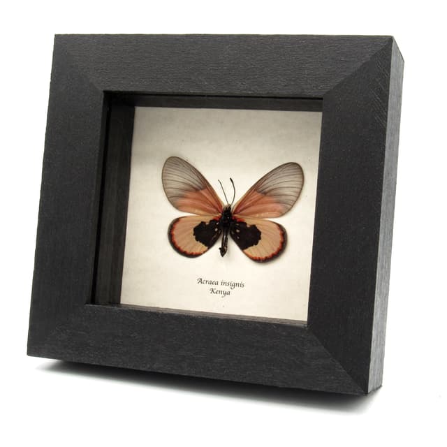 Real African Glasswing butterfly framed taxidermy - Acraea insignis - female