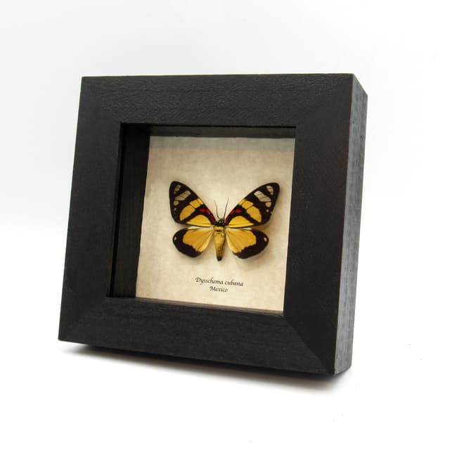 Rare yellow Day-flying moth framed taxidermy - Dysschema cubana
