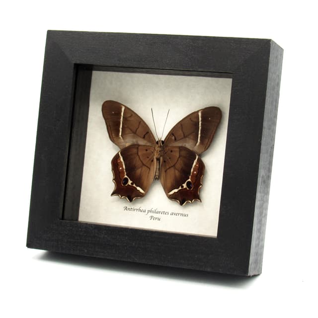 Rare Brown Morpho butterfly framed taxidermy - Antirrhea philaretes avernus