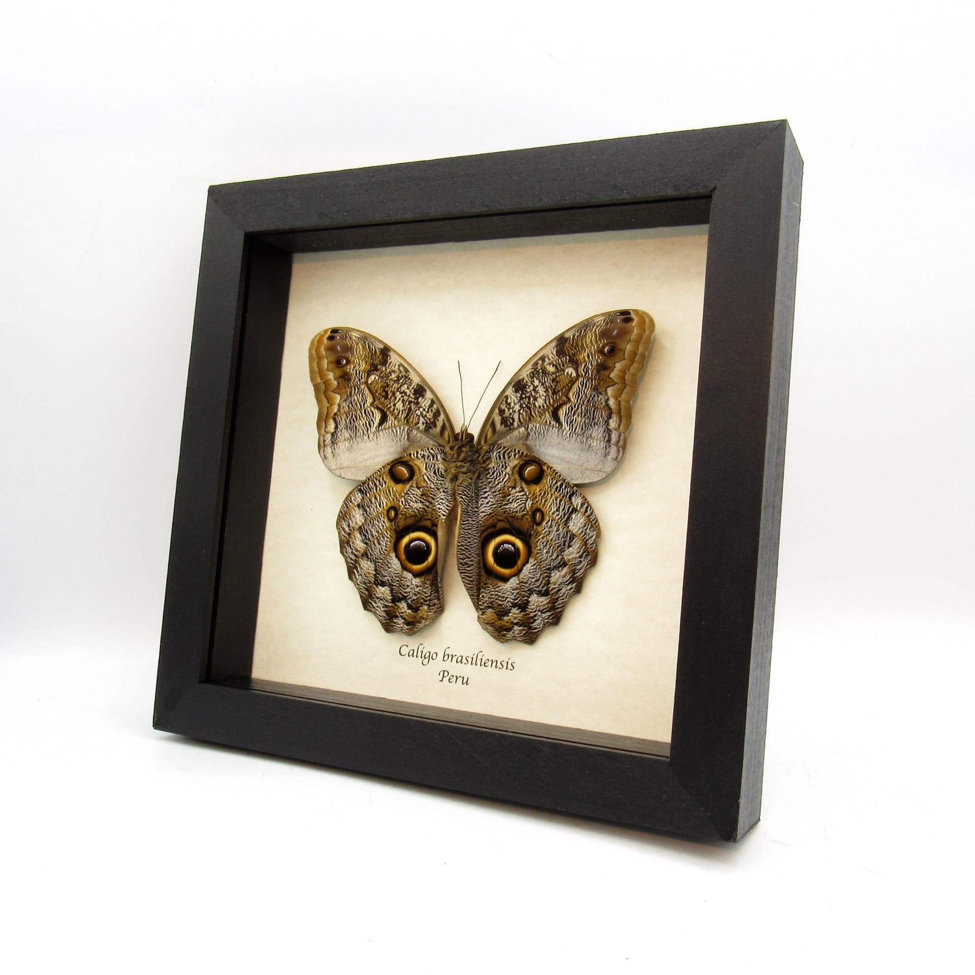 Real Giant Owl butterfly framed taxidermy - Caligo brasiliensis