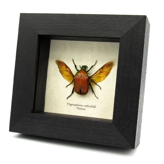 Real red Scarab beetle framed taxidermy - Trigonophorus rothschildi