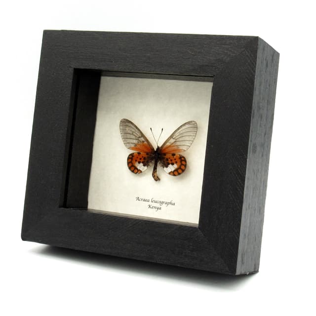 Real African Glasswing butterfly framed specimen - Acraea leucographa