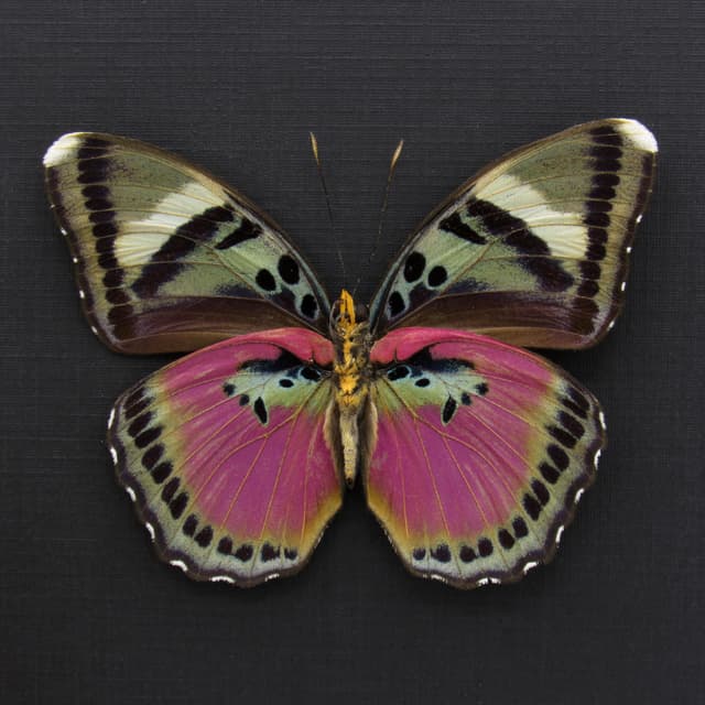 Real Pink forester butterfly framed taxidermy - Euphaedra acuta - large female