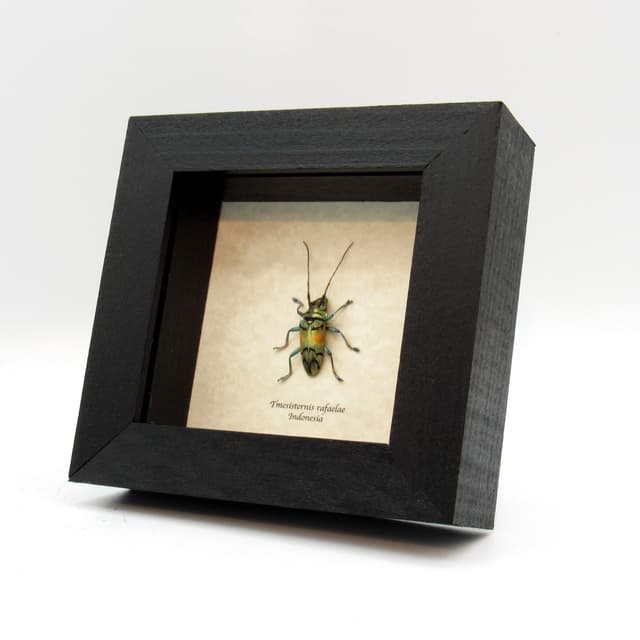 Real framed beetle taxidermy - Tmesisternis rafaelae - large female