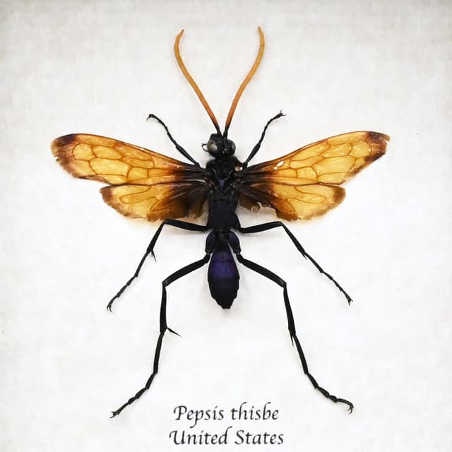 Real Tarantula Hawk Wasp framed taxidermy - Pepsis thisbe