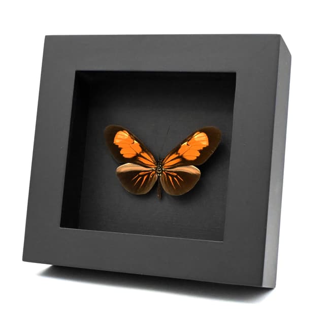 Real orange Longwing butterfly framed taxidermy - Heliconius erato andremona