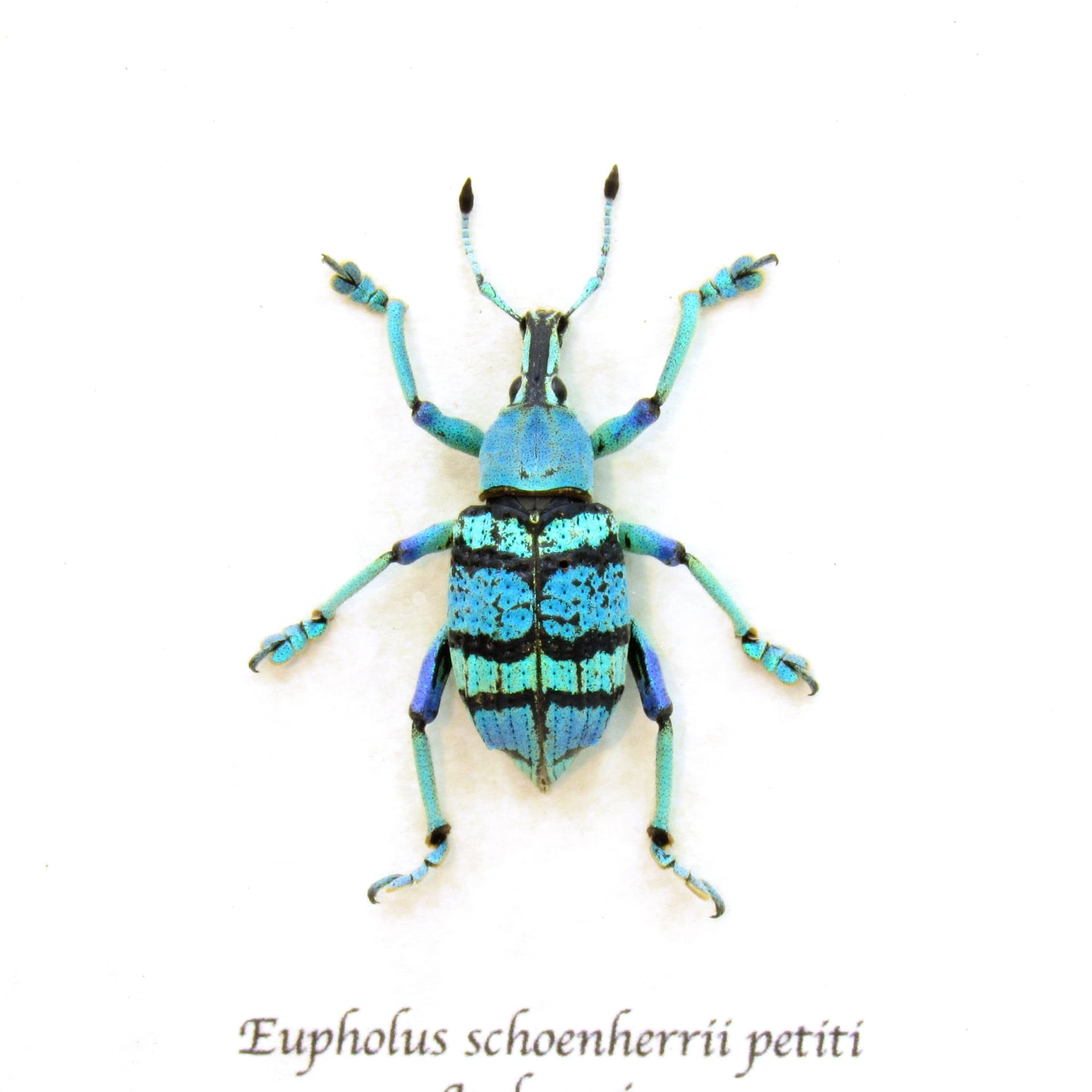 Real glitter Weevil framed beetle taxidermy - Eupholus schoenherrii petiti - blue form