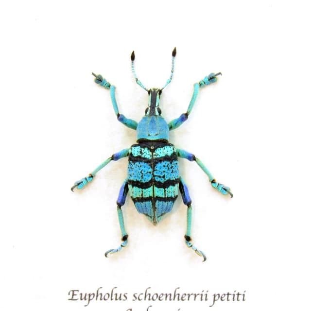 Real glitter Weevil framed beetle taxidermy - Eupholus schoenherrii petiti - blue form