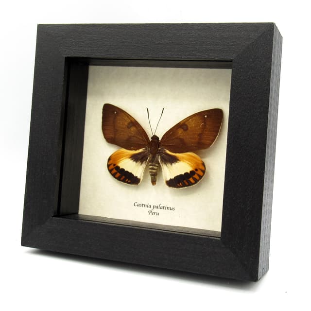Rare orange Castnia moth framed taxidermy - Castnia palatinus - large female