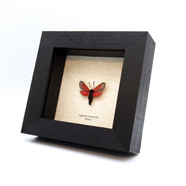Real tiny red Transparent Burnet moth framed taxidermy - Zygaena purpuralis