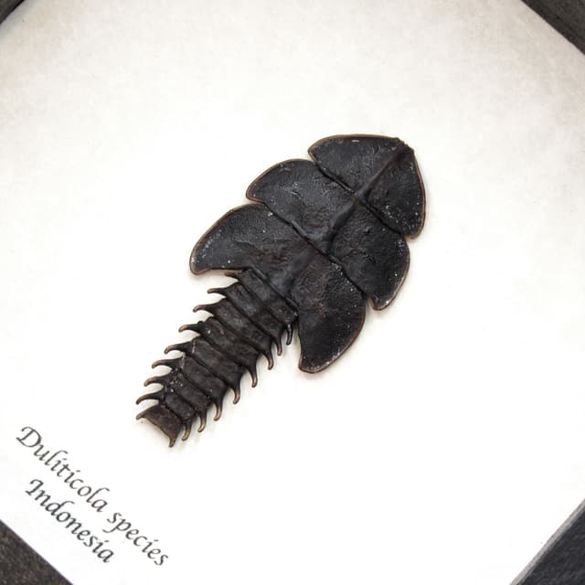 Real Trilobite beetle framed taxidermy - Duliticola species