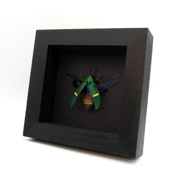 Real large metallic Jewel beetle framed taxidermy - Catoxantha opulenta