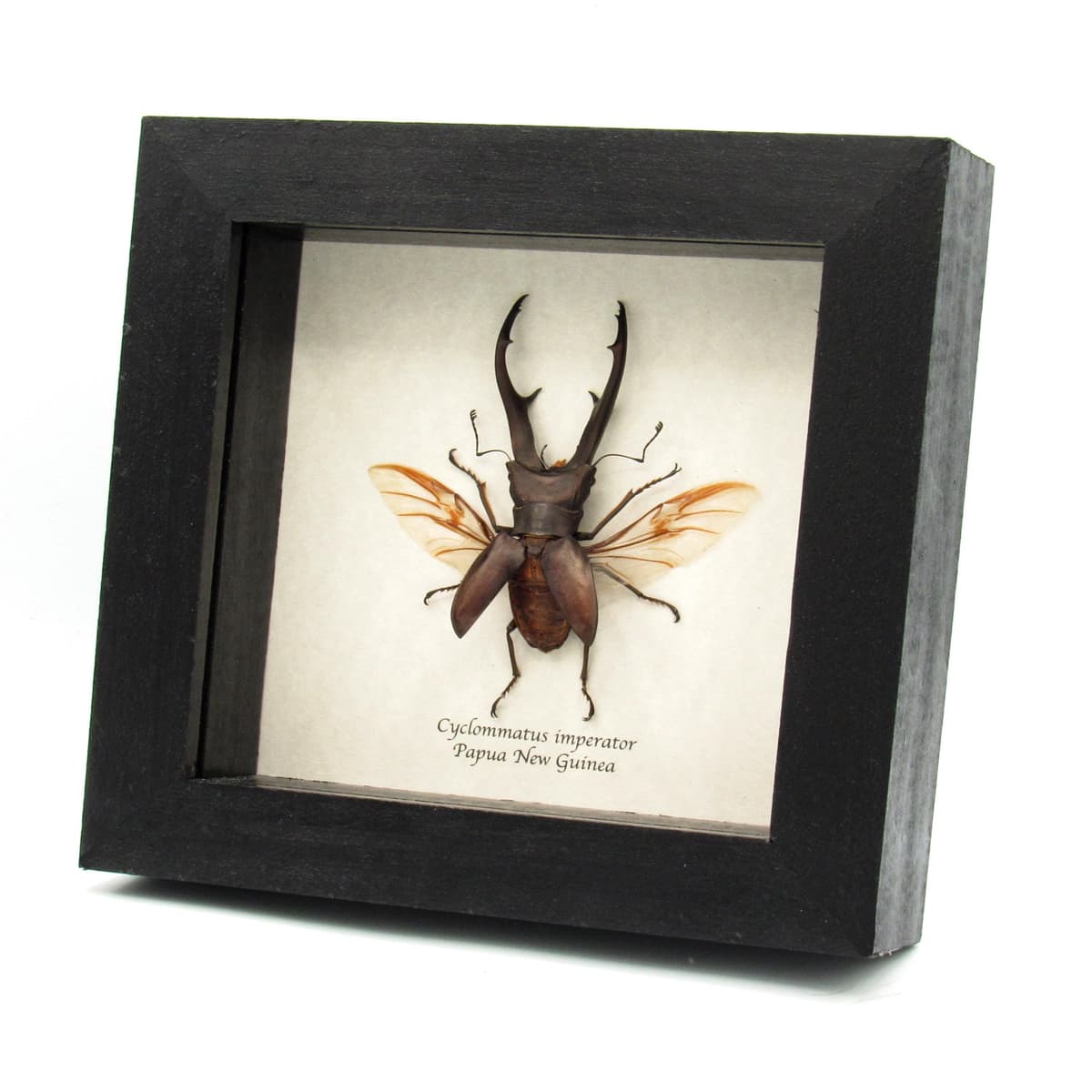 Rare giant Stag beetle framed taxidermy - Cyclommatus imperator