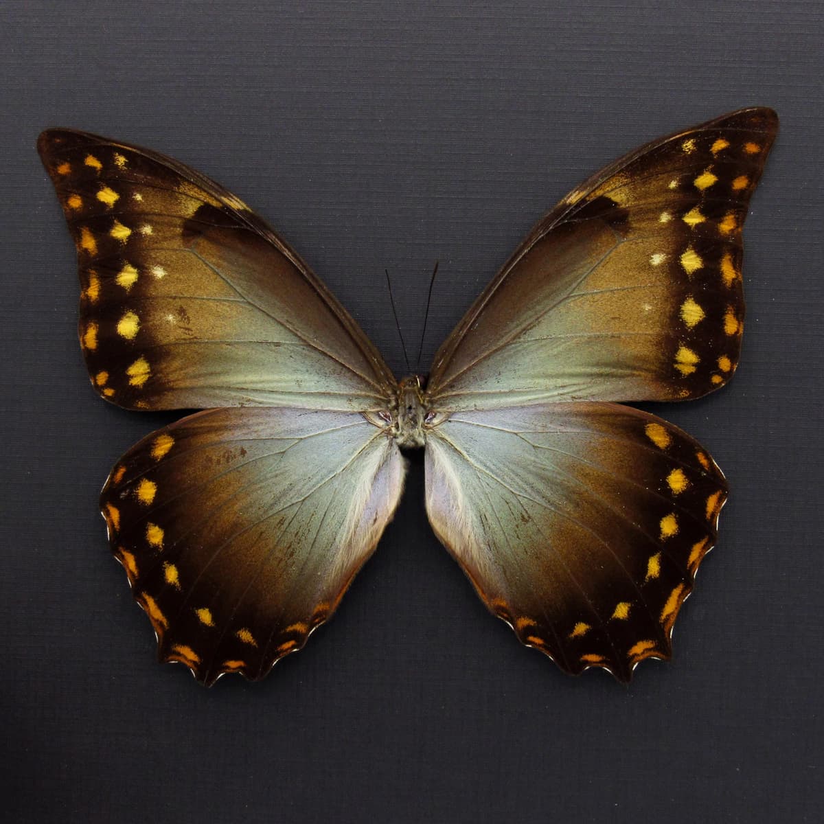 Rare Giant Morpho butterfly framed taxidermy - Morpho amphitryon