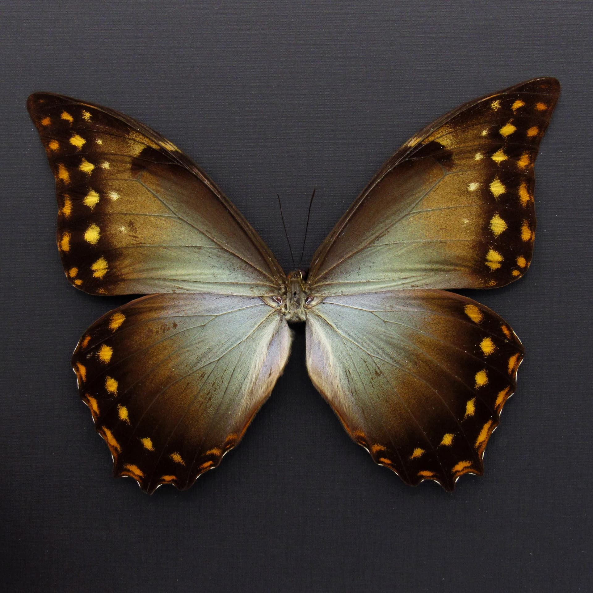 Rare Giant Morpho butterfly framed taxidermy - Morpho amphitryon