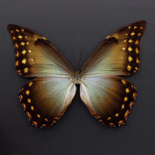 Rare Giant Morpho butterfly framed taxidermy - Morpho amphitryon