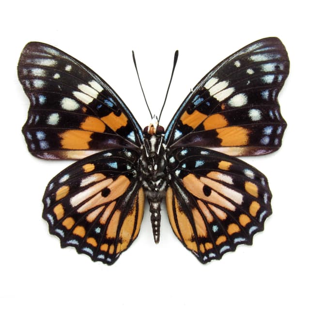 Real framed taxidermy stained glass butterfly - Sephisa chandra