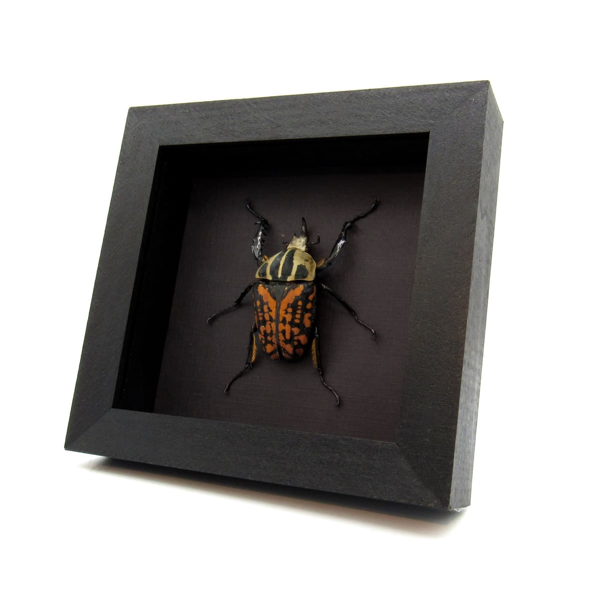 Very large real flower beetle framed taxidermy - Mecynorhina oberthuri decorata