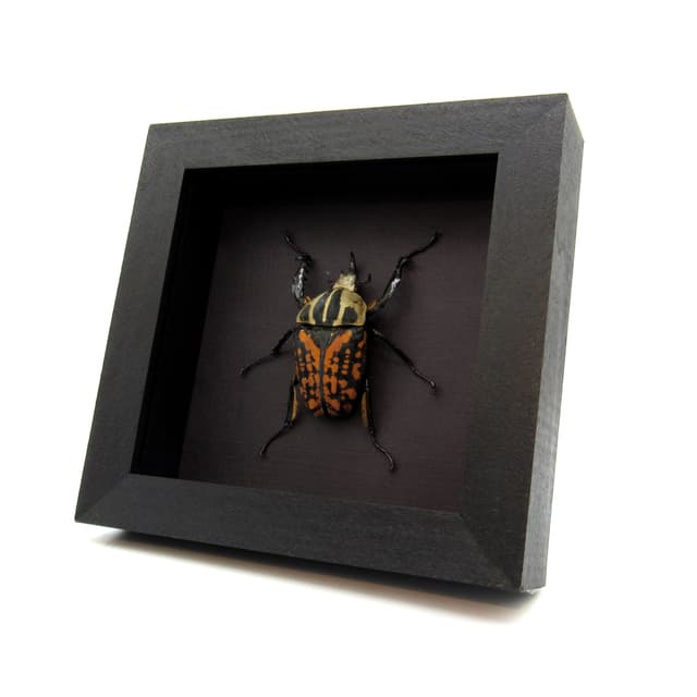Very large real flower beetle framed taxidermy - Mecynorhina oberthuri decorata
