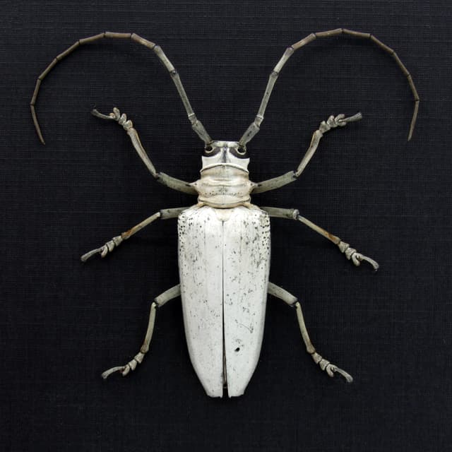 Rare giant white Longhorn beetle framed taxidermy - Rosenbergia vetusta