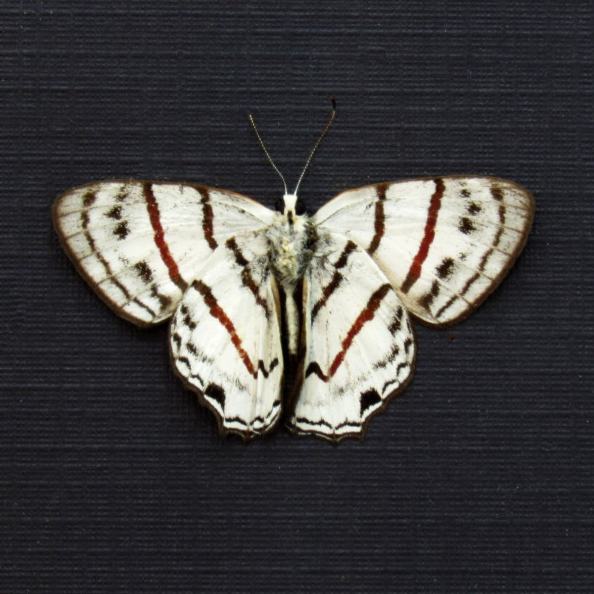 Real white Metalmark butterfly framed taxidermy - Euselasia labdacus - Victorian mount