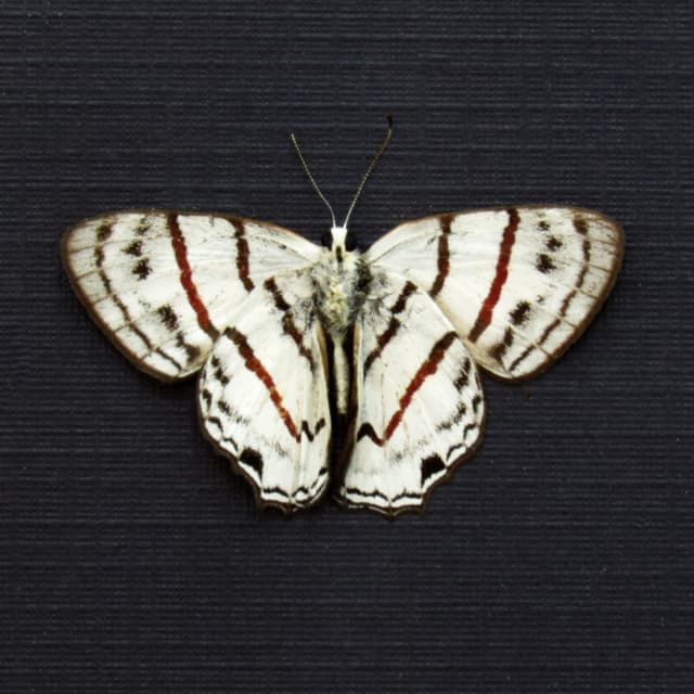 Real white Metalmark butterfly framed taxidermy - Euselasia labdacus - Victorian mount
