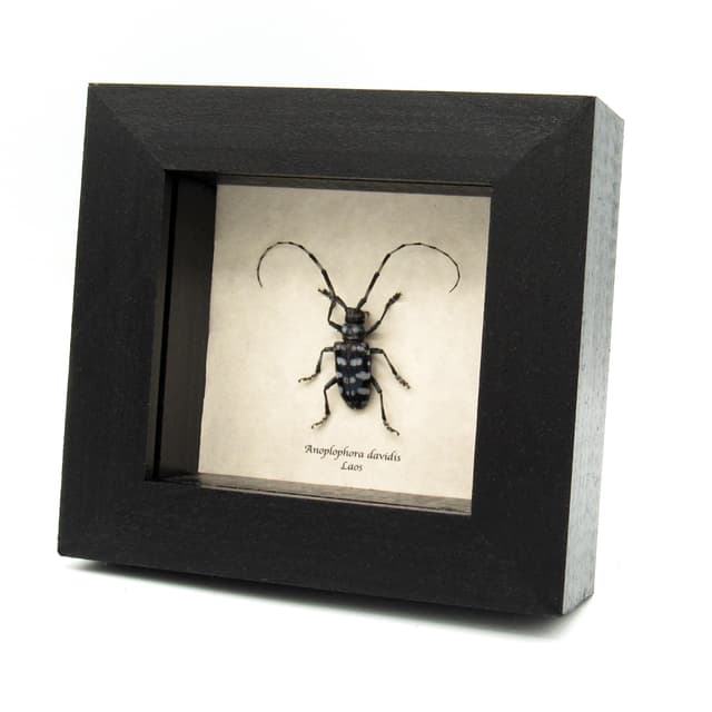 Real blue Longhorn beetle framed taxidermy - Anoplophora davidis