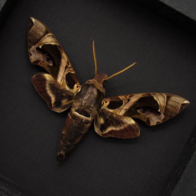 Real Jade Hawkmoth framed specimen - Daphnis hypothous