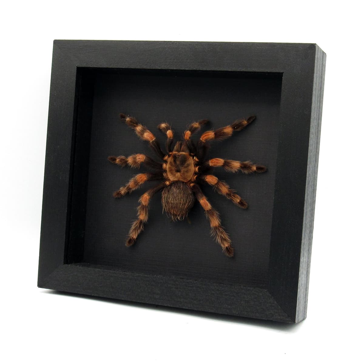 Very large rare Mexican Redknee Tarantula framed - Brachypelma hamorii