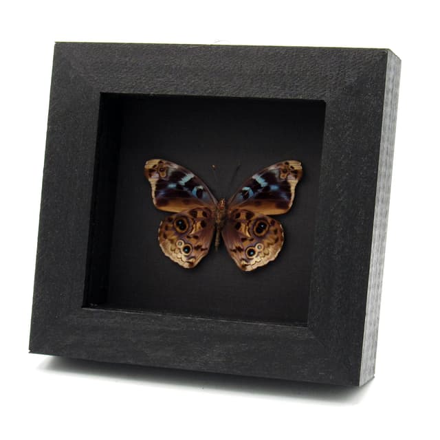 Real Purple Wing butterfly framed taxidermy - Eunica volumna celma