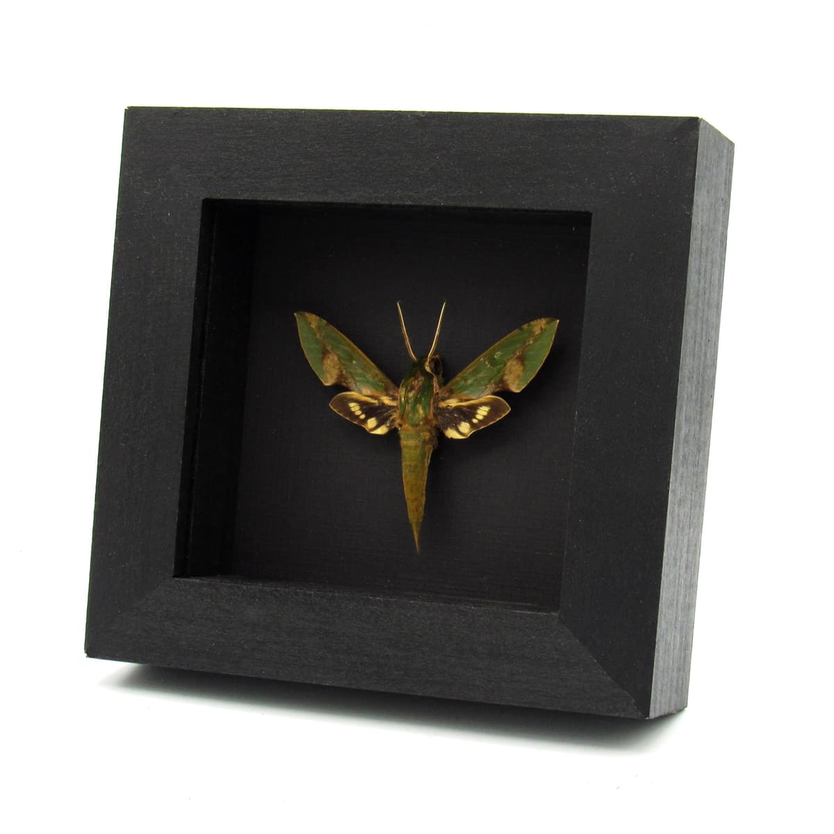 Real Green Sphinx moth framed taxidermy - Xylophanes chiron