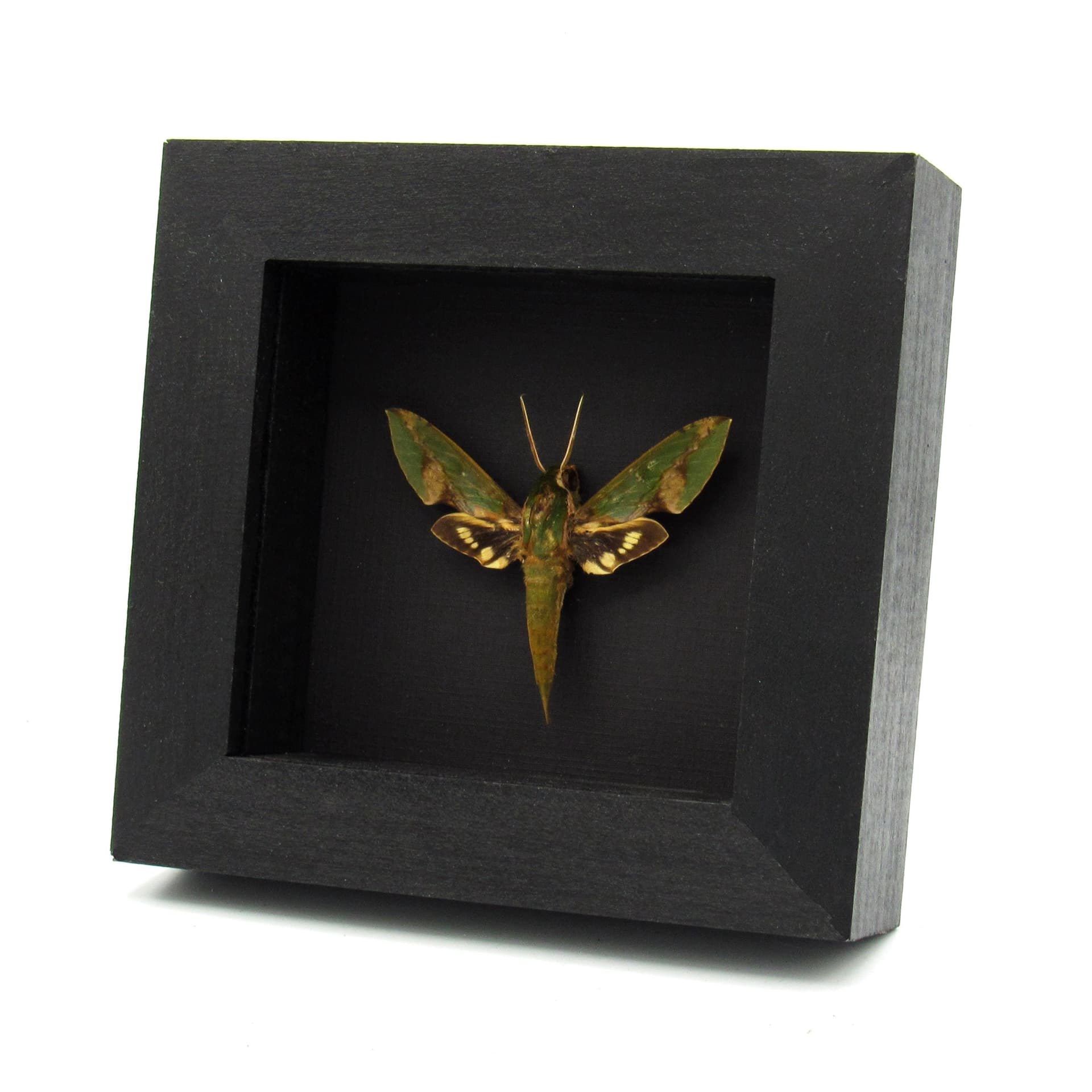 Real Green Sphinx moth framed taxidermy - Xylophanes chiron