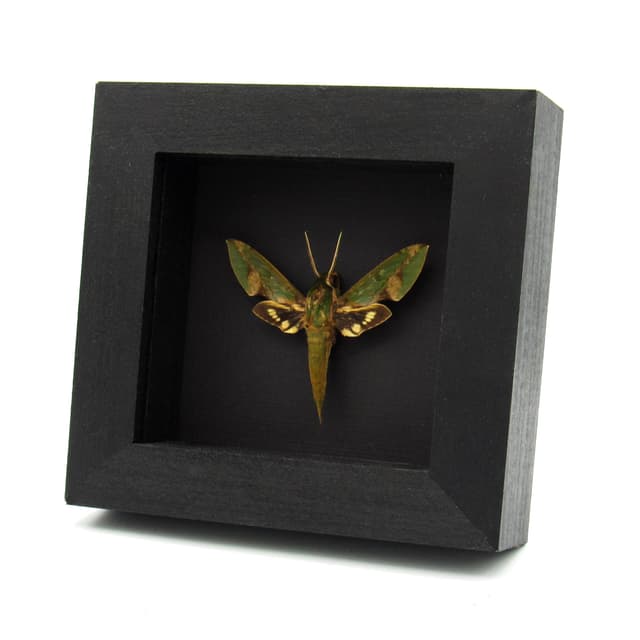 Real Green Sphinx moth framed taxidermy - Xylophanes chiron
