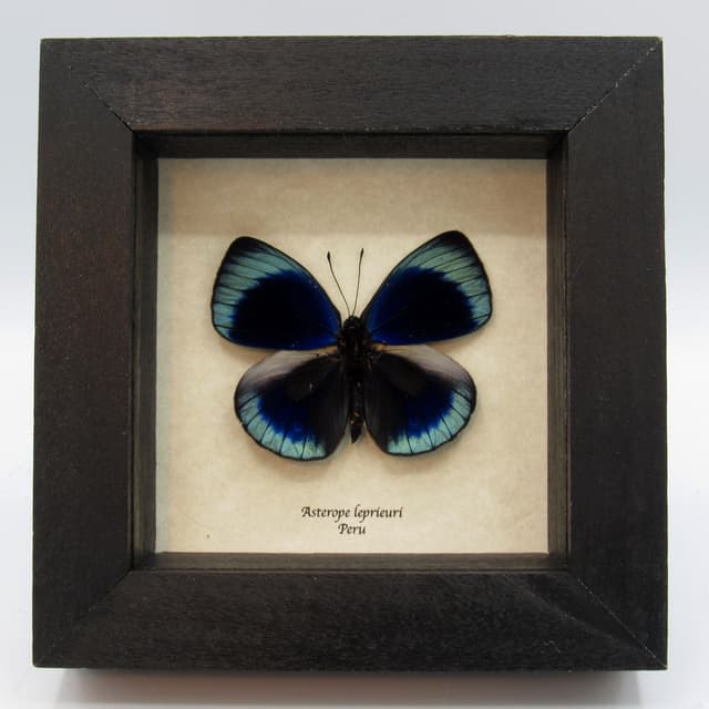 Real framed taxidermy butterfly - Asterope leprieuri