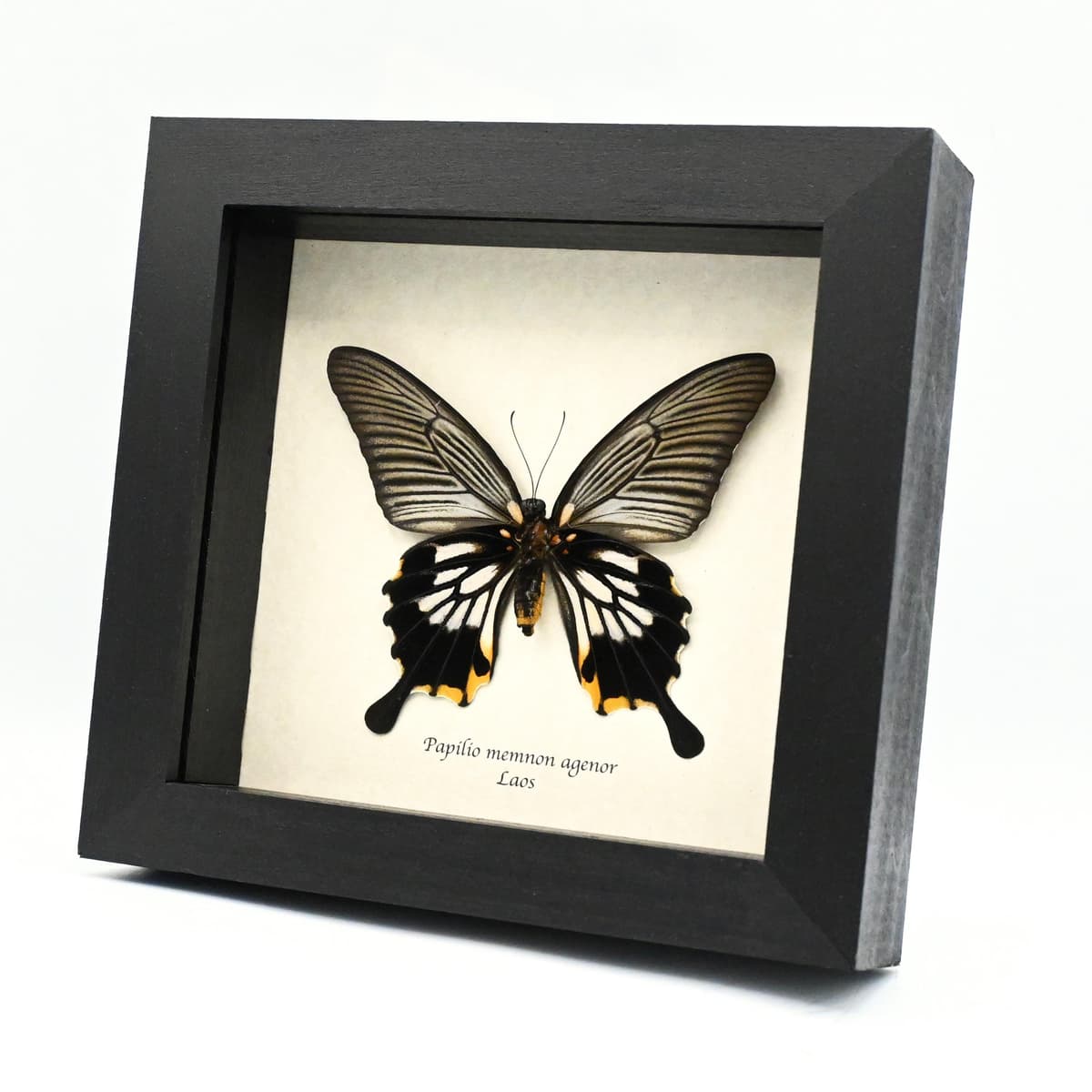 Real yellow Great Mormon butterfly framed taxidermy - Papilio memnon agenor - female