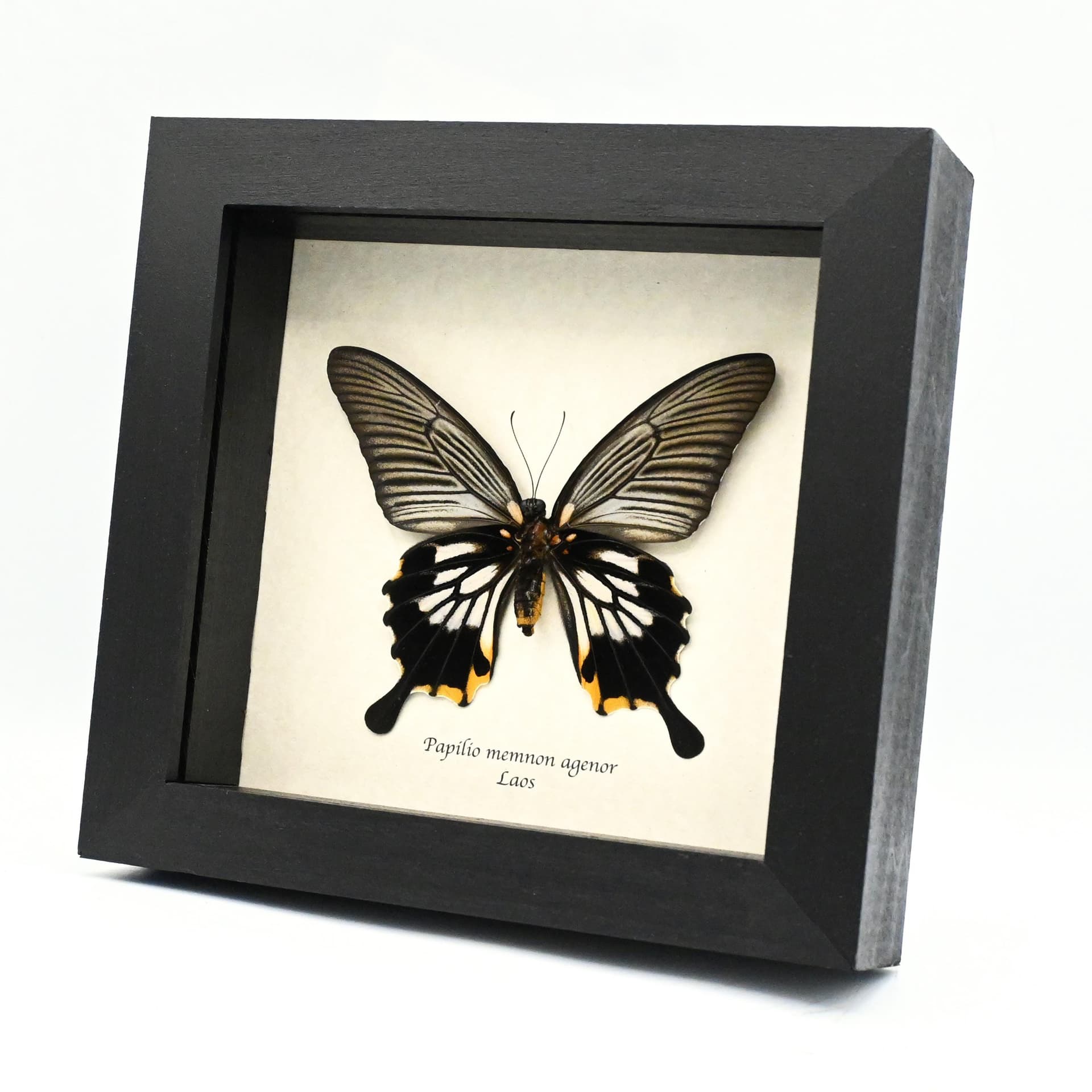 Real yellow Great Mormon butterfly framed taxidermy - Papilio memnon agenor - female