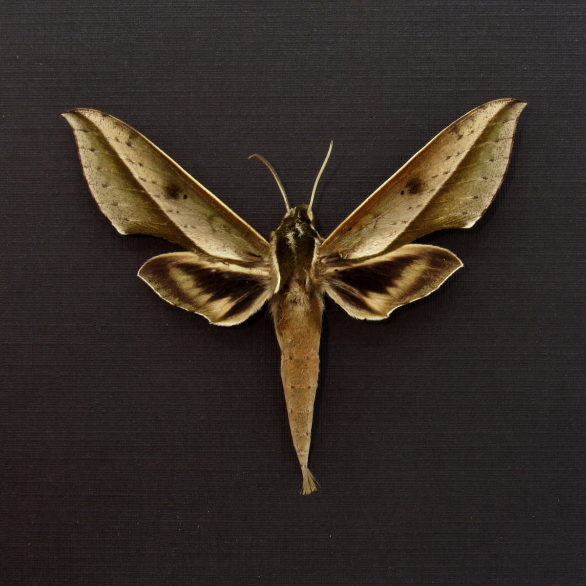 Real green Sphinx moth framed taxidermy - Xylophanes amadis