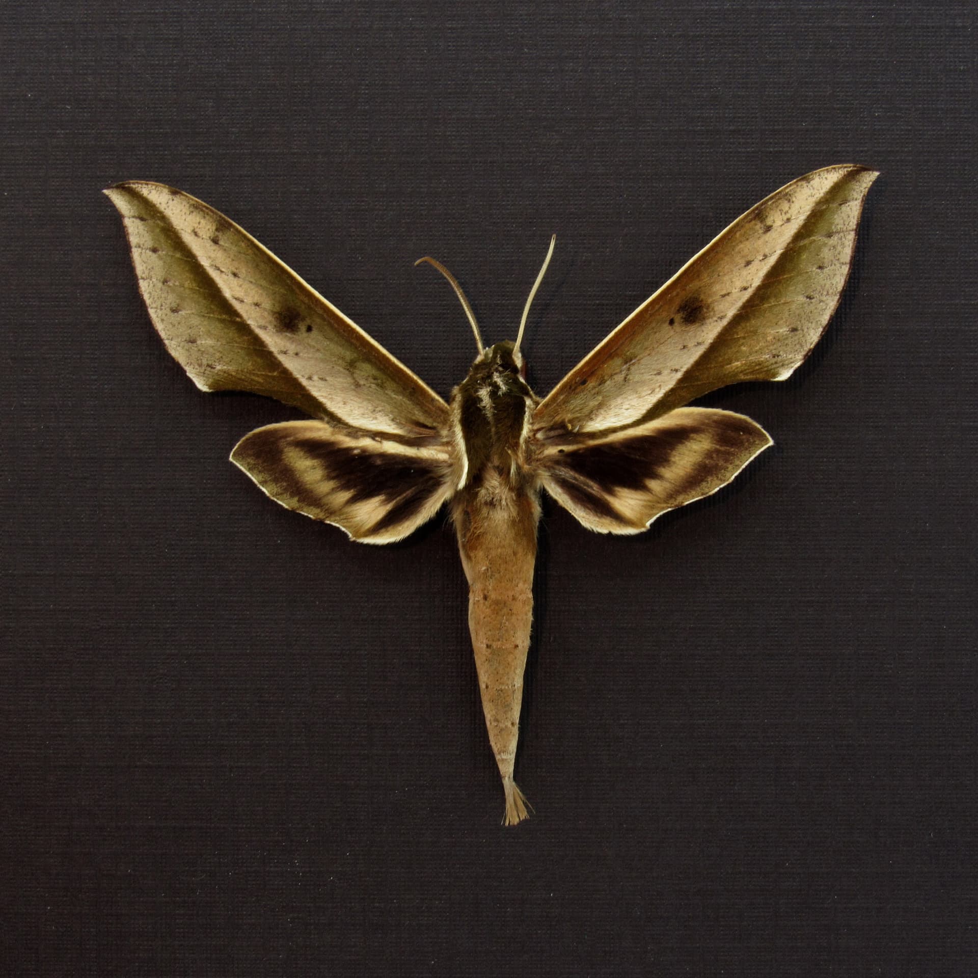 Real green Sphinx moth framed taxidermy - Xylophanes amadis