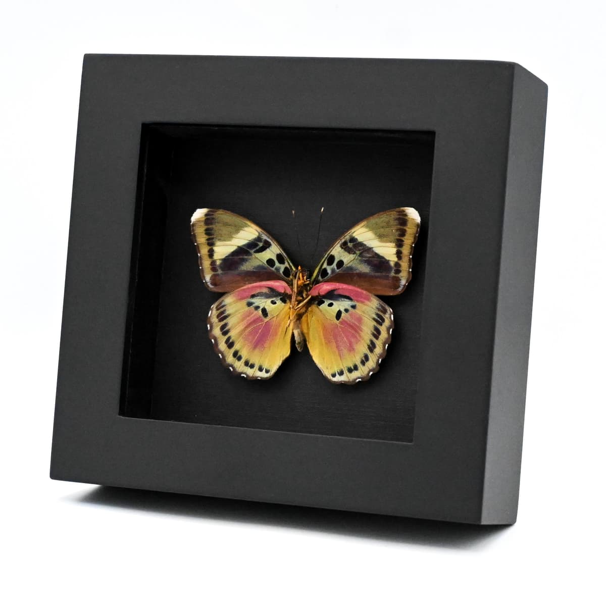 Real Pink forester butterfly framed taxidermy - Euphaedra acuta