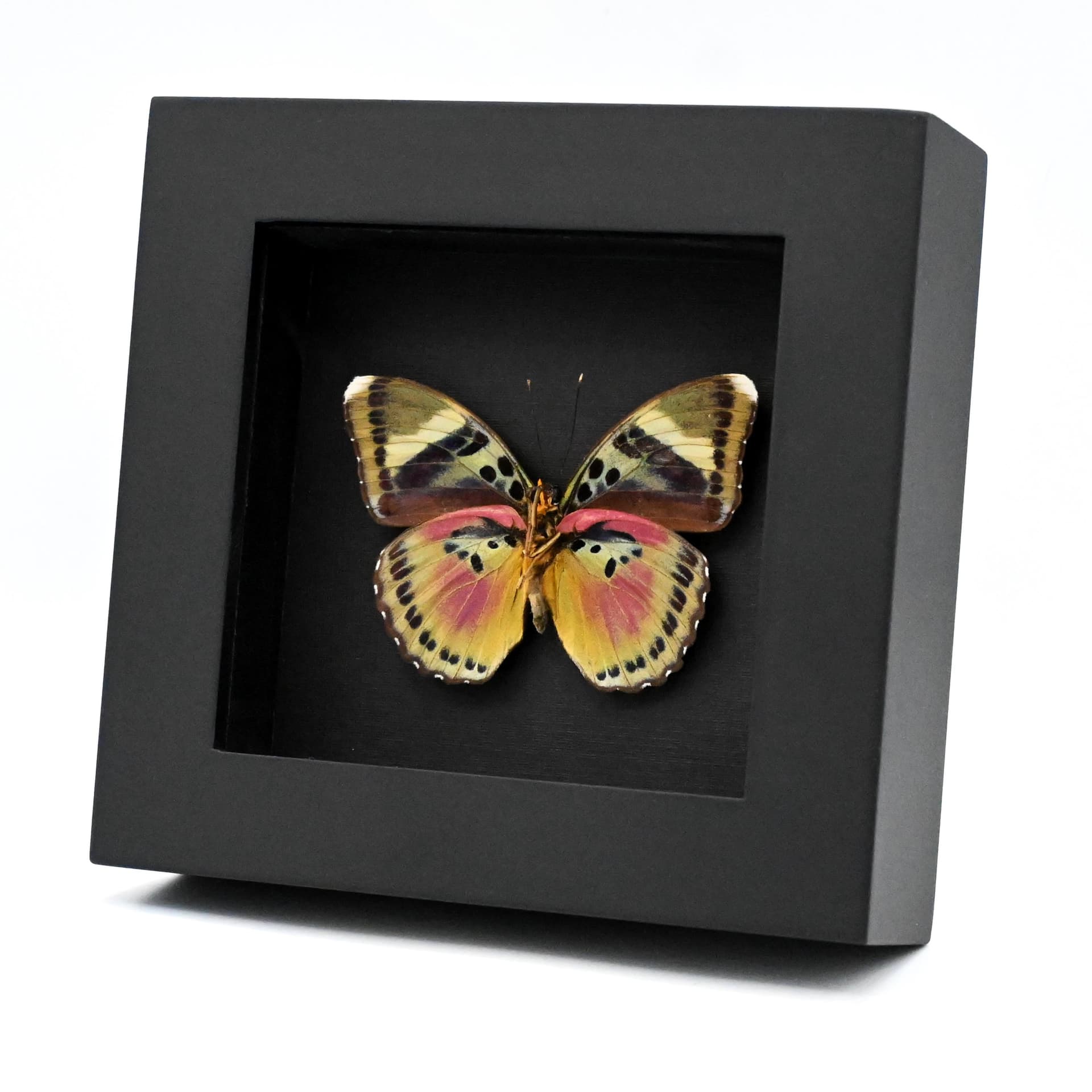 Real Pink forester butterfly framed taxidermy - Euphaedra acuta