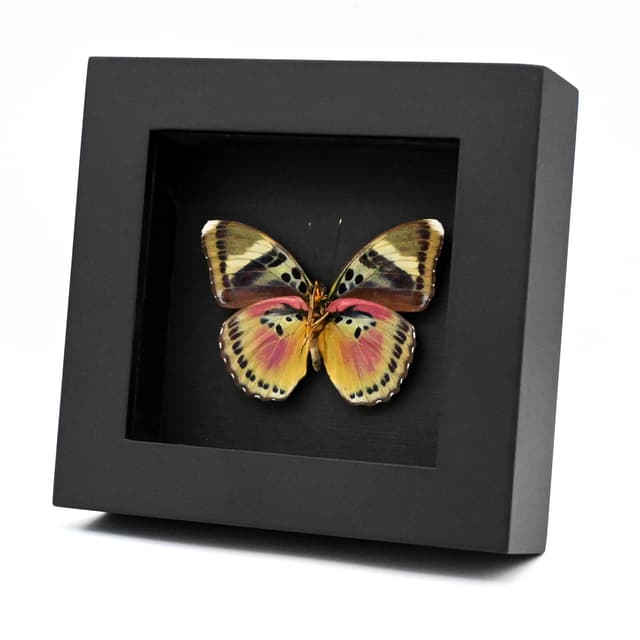 Real Pink forester butterfly framed taxidermy - Euphaedra acuta