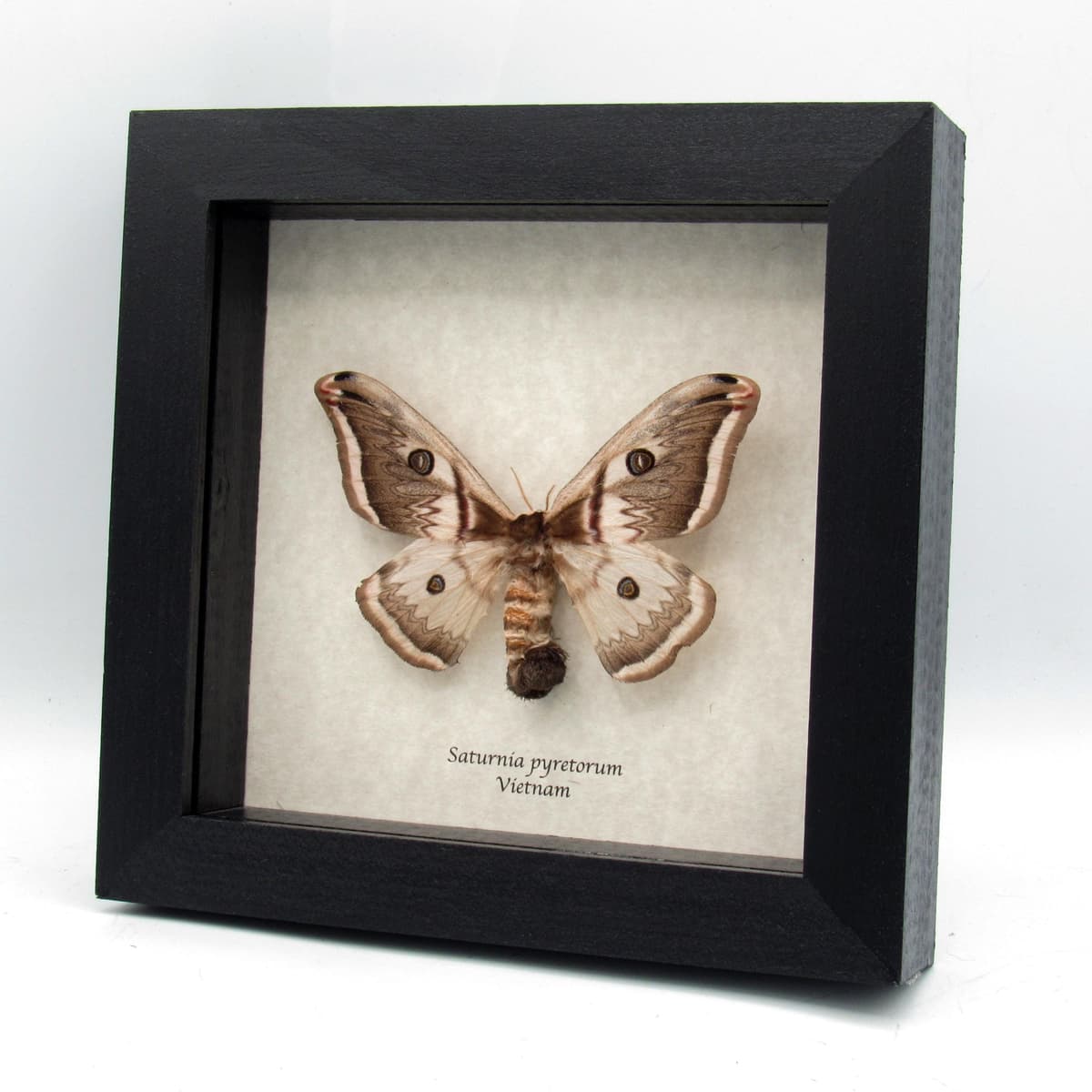 Rare furry pale pink moth framed taxidermy - Saturnia pyretorum - female