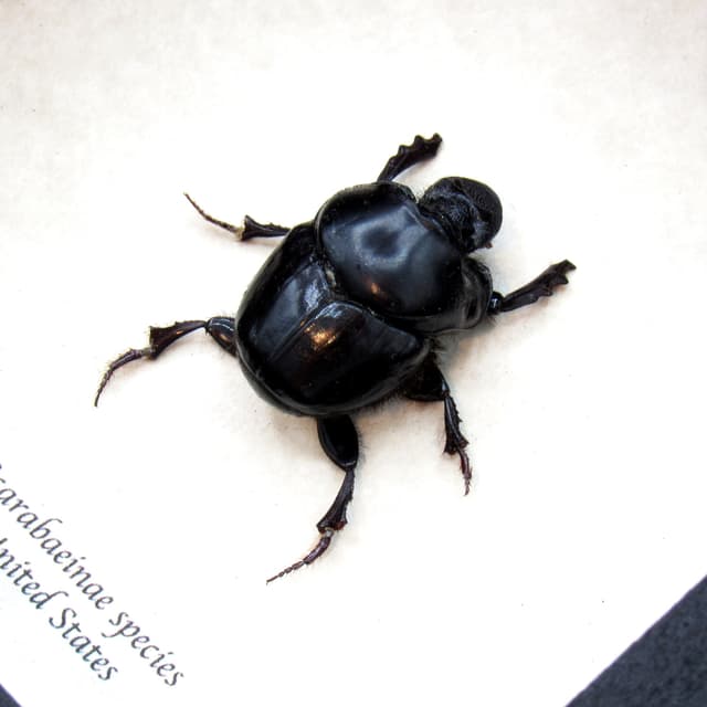 Real black dung beetle framed taxidermy - Scarabaeinae species