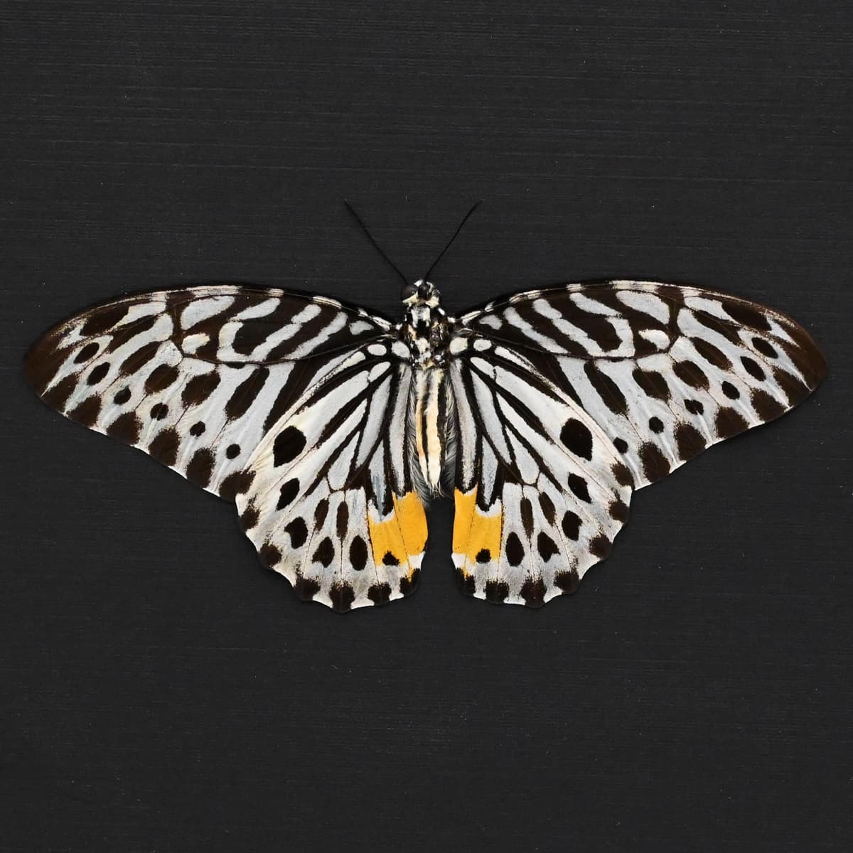 Real black and white butterfly framed - Graphium delesserti - Victorian mount